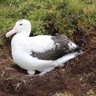 An adult male Tristan Albatross breeding on Gough Island in 2015 with... | Download Scientific ...