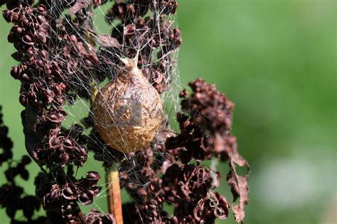 Black & Yellow Garden Spider Egg Sac by framed Vectors & Illustrations with Unlimited Downloads ...