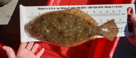 Summer Flounder Habitat Use | Smithsonian Environmental Research Center