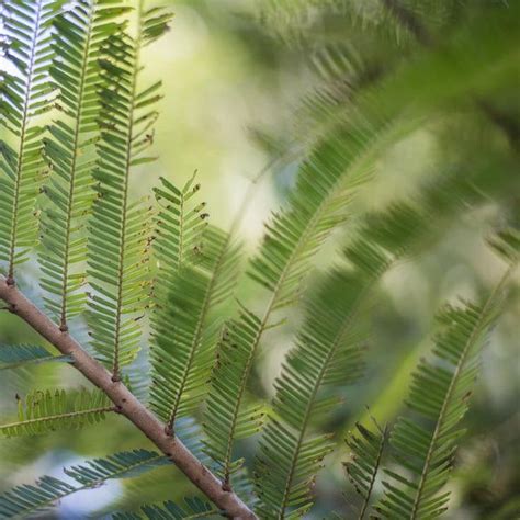 Amla | Deciduous trees, Plant leaves, Amla