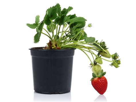 Strawberry Houseplants - Tips For Growing Strawberries Indoors