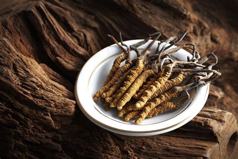 What is Cordyceps Sinensis?