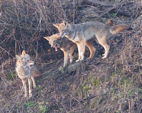 Communication: Coyote behavior | Coyote Yipps