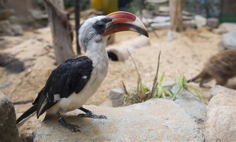 Von der Decken's hornbill | Smithsonian's National Zoo and Conservation Biology Institute