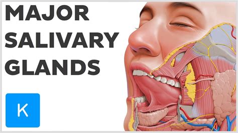 What are the Major Salivary Glands? - Human Anatomy | Kenhub - YouTube