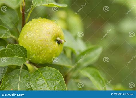 Green apple stock photo. Image of autumn, branch, farm - 23235814