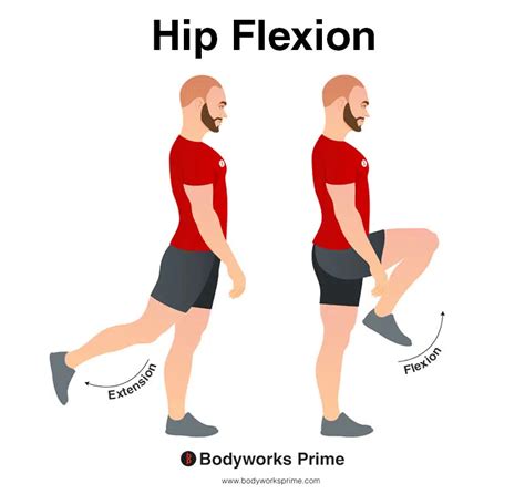 Tensor Fasciae Latae (TFL) Muscle Anatomy - Bodyworks Prime