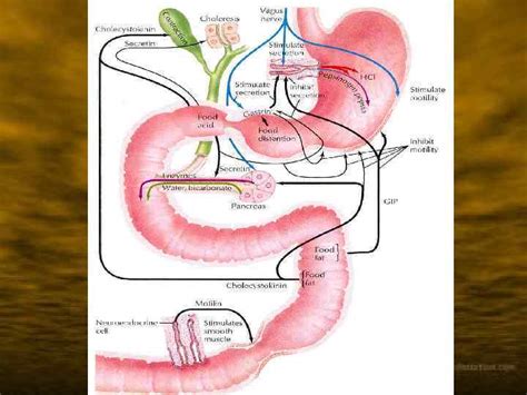 Digestion in the stomach and duodenum Lecture