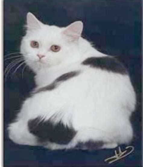 Manx Cat Pictures - Rare Tailless Cats