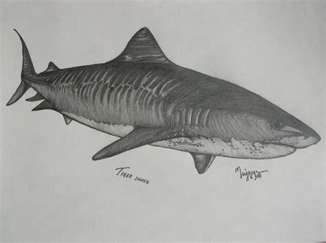 Tiger Shark Original Drawing by elgatocomo on Etsy | Shark drawing, Animal drawings, Tiger shark