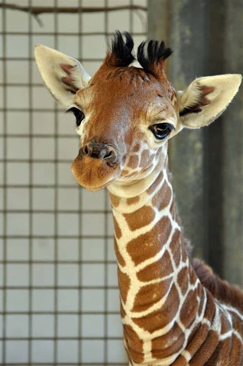 Please Say Hello To This 1-Month-Old Baby Giraffe | Giraffe pictures, Animals beautiful, Cute ...