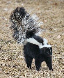 Striped skunk - Wikipedia