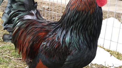 Barnevelder Rooster