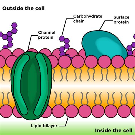 Cell Membrane Diagram Labeled