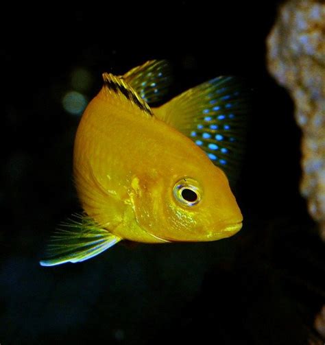 Lake Malawi Cichlids - Most Famous Fish Species for Aquariums - Aquadecor