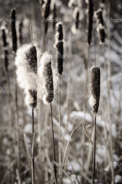 Cattails in winter — Stock Photo © elenathewise #27798487