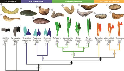 Macrostructural anatomy of sea cucumber’s calcareous rings | Luciana ...