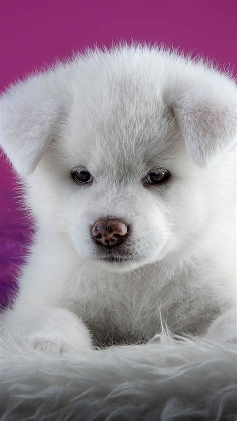 Puppy Eyes Wallpaper - Pets Lovers