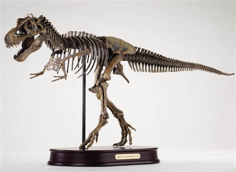 HMNS Museum Store: tyrannosaurus rex replica skeleton | Dinosaur skeleton, Skeleton model ...