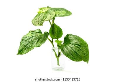 Piper Sarmentosum Roxb Green Leaves Isolated Stock Photo 1133413715 | Shutterstock