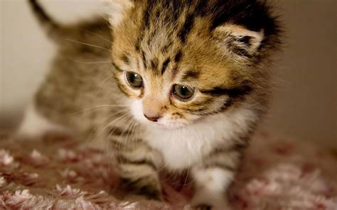 Cute baby kittens wallpapers