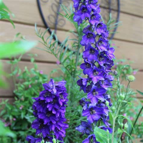 Delphinium 'Black Knight', Delphinium 'Black Knight' in GardenTags ...