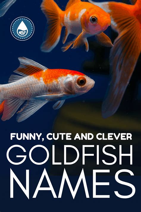 115 Funny, Cute And Clever GoldFish Names