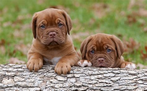 12 Reasons Why You Should Never Own Mastiffs