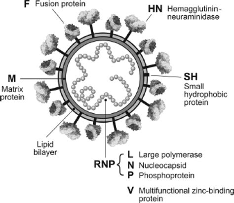 Paramyxovirus Structure