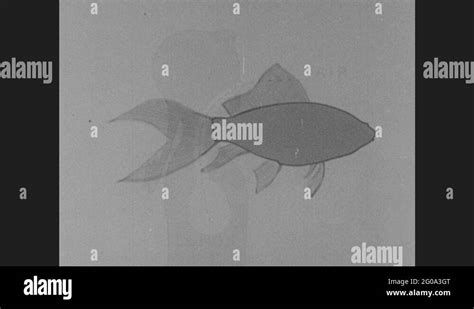 1950s: UNITED STATES: drawing of fish. Gills labeled on fish drawing. Close up Stock Video ...