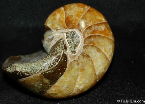 Polished Nautiloid Fossil - Cretaceous Aged For Sale (#502) - FossilEra.com