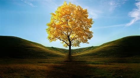 Tree Wallpapers | Best Wallpapers