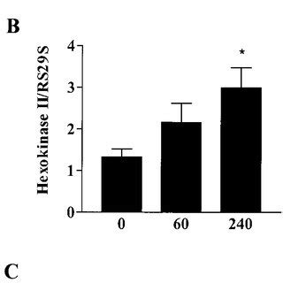 GLUT-4 (A), hexokinase II (B), and glycogenin (C) gene expression ...