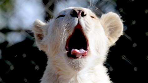 When animals yawn - Los Angeles Times