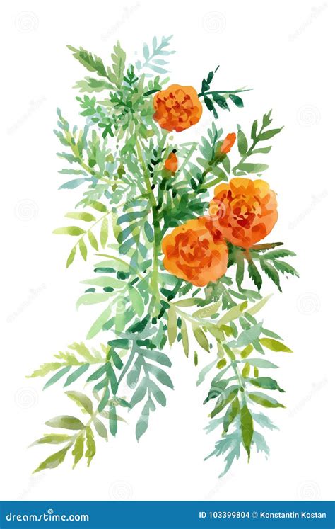 Watercolor Hand Drawn Painting with Orange Marigolds on White Background. Stock Vector ...