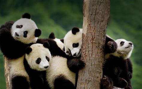 Cartoon Red Panda Wallpaper : Panda Cute Animal Iphone Animals Wallpapers Cool Phone Pandas ...