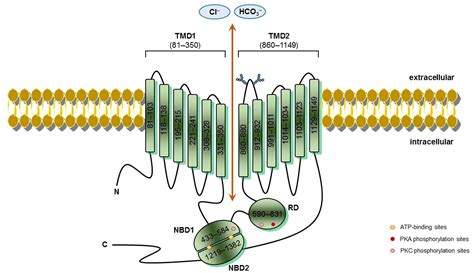 Frontiers | CFTR Modulators: Shedding Light on Precision Medicine for ...