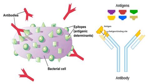 Determinants of antigenicity - Overall Science