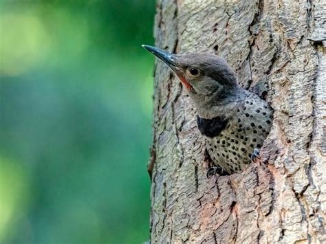 Northern Flicker Bird Facts (Colaptes auratus) | Birdfact