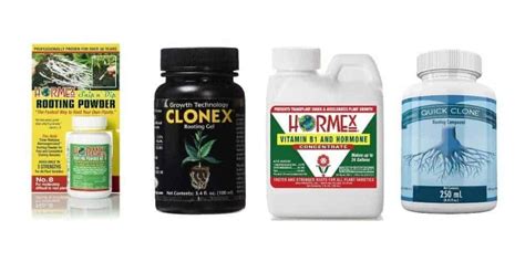 The 10 Best Rooting Hormones Reviewed - YHMAG