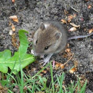 House Mouse - Facts, Diet, Habitat & Pictures on Animalia.bio