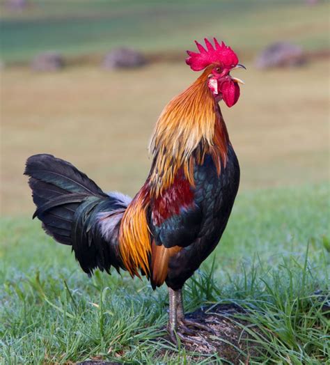 Magnifique coq! | Rooster, Rooster pictures, Pet chickens