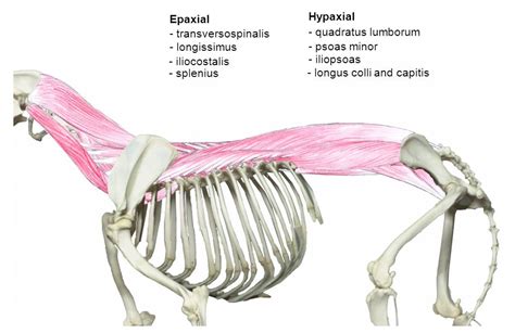 Back pain — Elwood vet