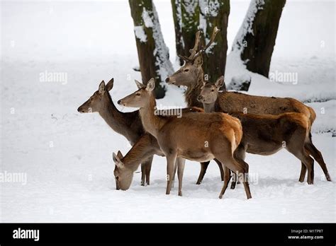 Red deer with family in the wild Stock Photo - Alamy