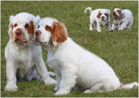 Clumber Spaniel - Puppies, Rescue, Breeders, Pictures, Temperament | Animals Breeds