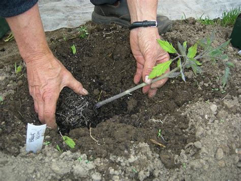 Transplanting tomatoes into the ground — ALM Organic Farm