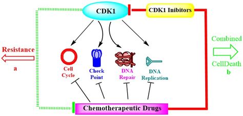 Targeting Overexpressed Cyclin Dependent Kinase 1 (CDK1) in Human ...