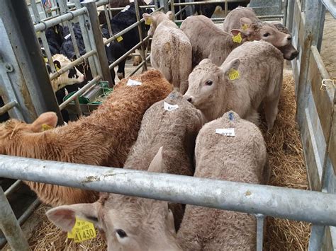 DEMAND FOR CHAROLAIS CROSS DAIRY CALVES ON FIRE – Irish Charolais Cattle Society