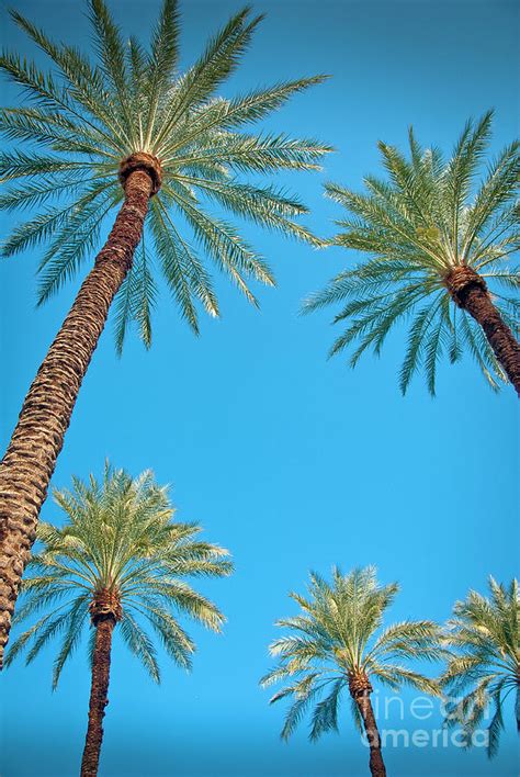 Palm Trees in the Desert Photograph by David Zanzinger - Fine Art America