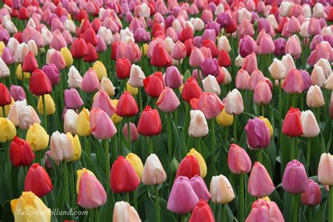 Flower field etiquette - Tulips in Holland